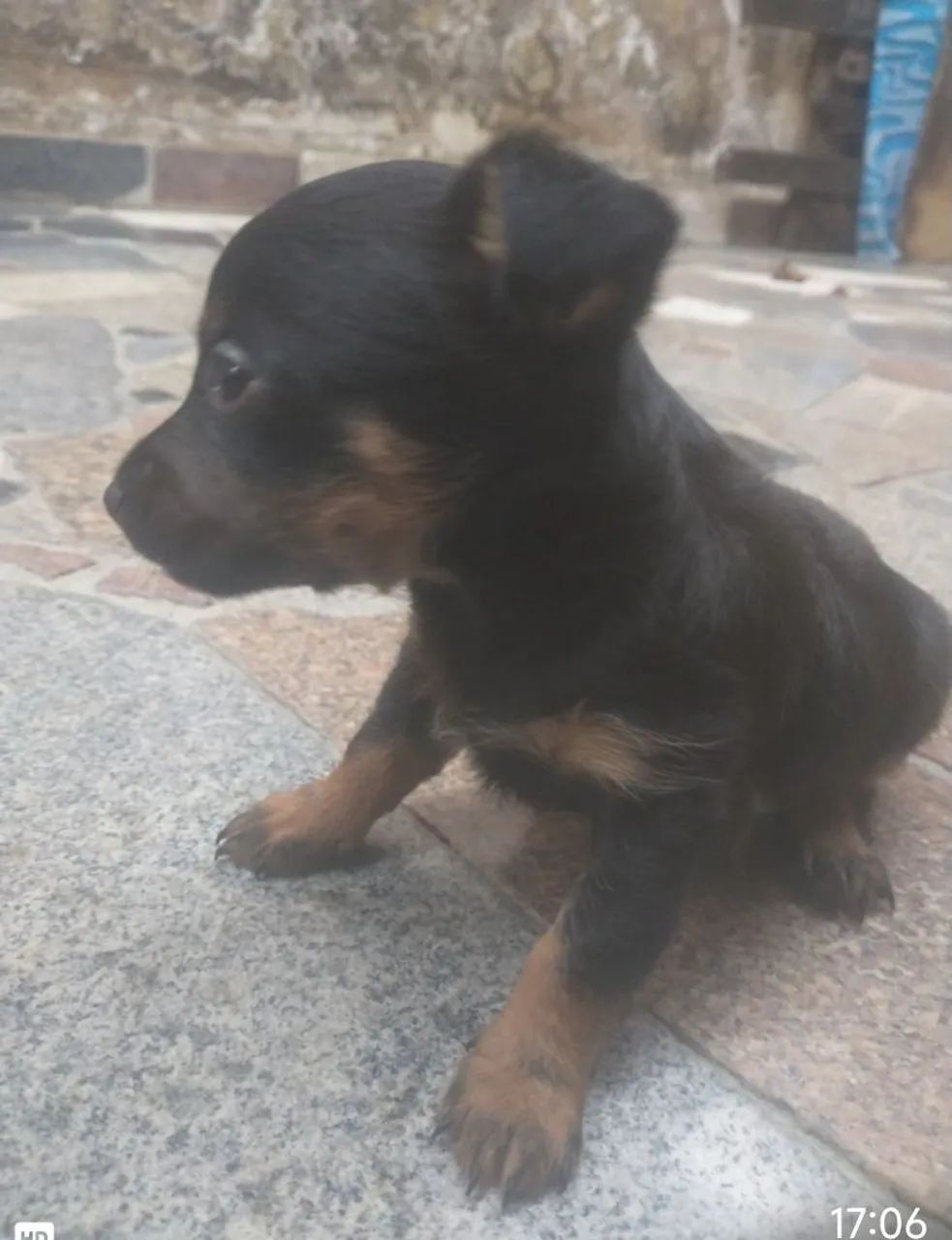 Filhotinho Pinscher. - Foto 4