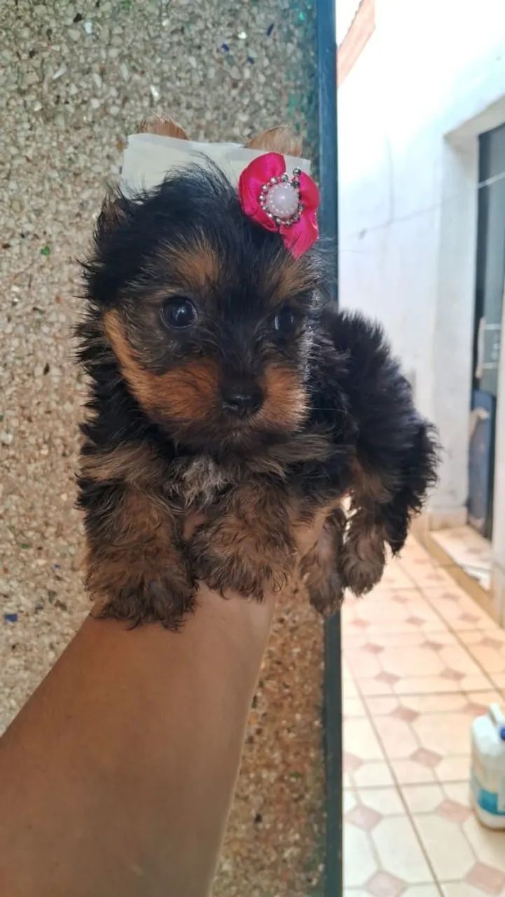 Que bebês lindas e lindos - Foto 3