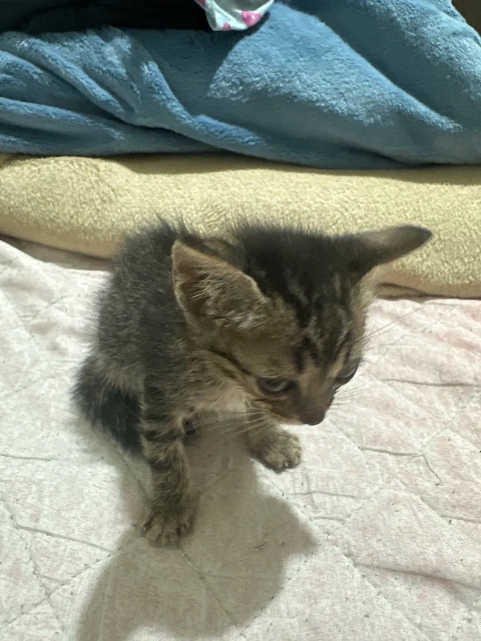 Gatinha para adoção  - Foto 3