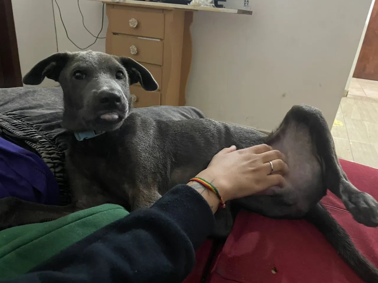 Doação de cachorro