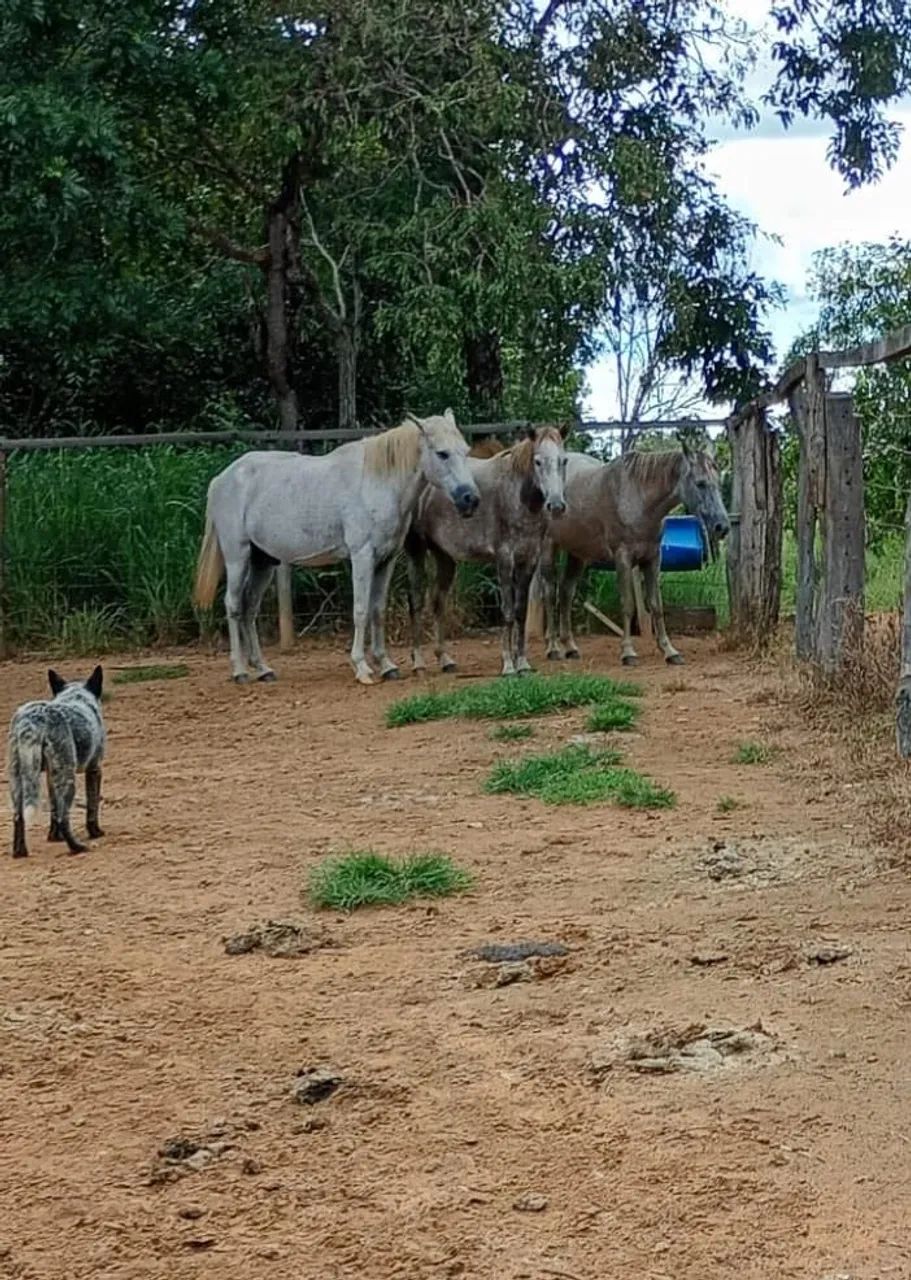 Cavalo, égua e potra 3 pelo valor de 1  - Foto 2