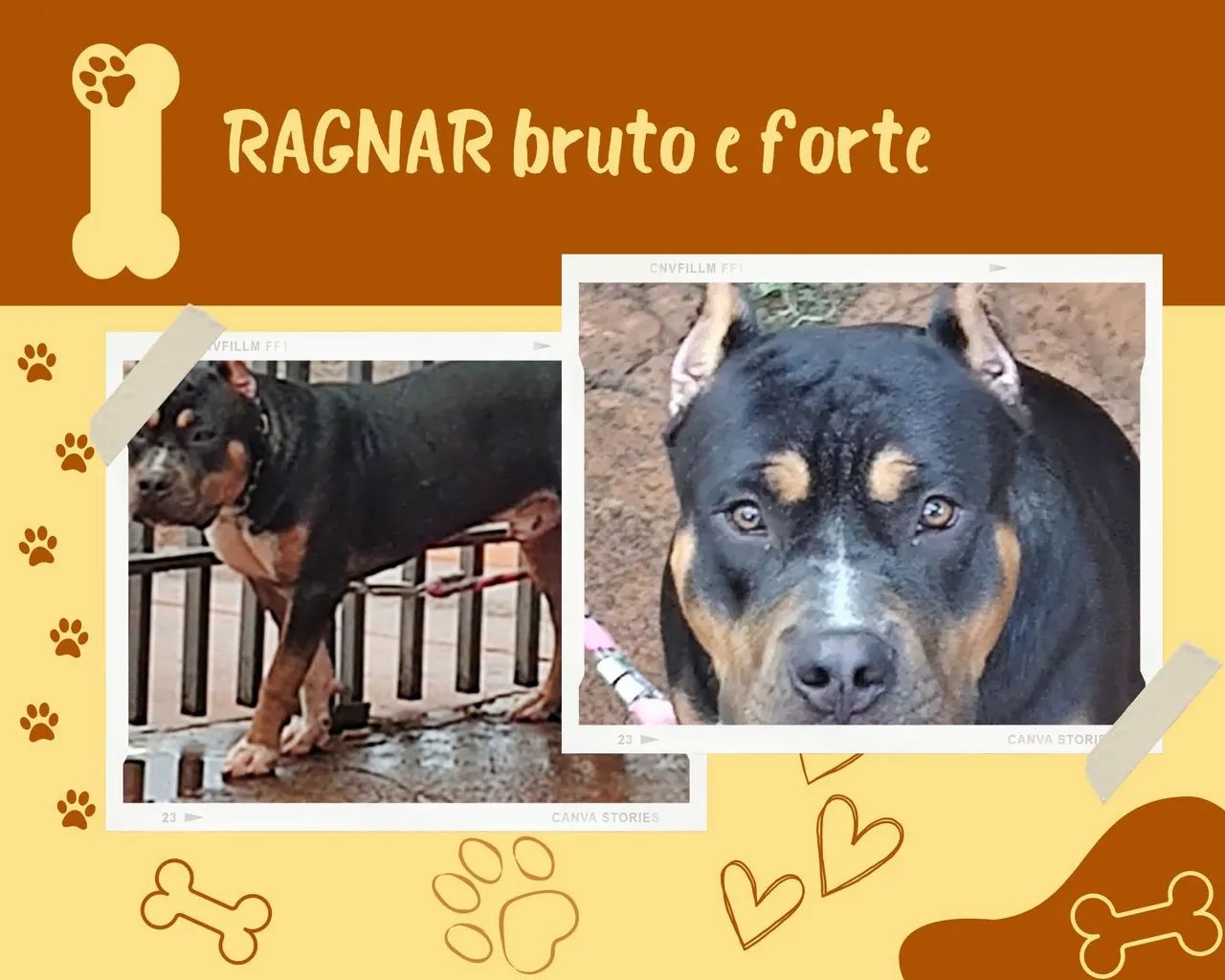 Filhotes de American Bully  - Foto 5