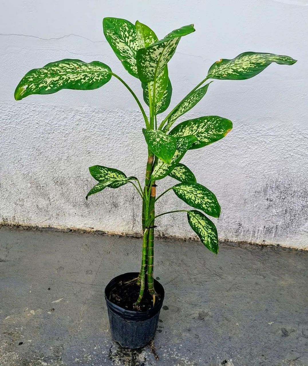 Vendo 