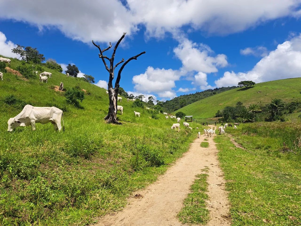 80 Vacas Nelores enxertadas e prenhas - Foto 4