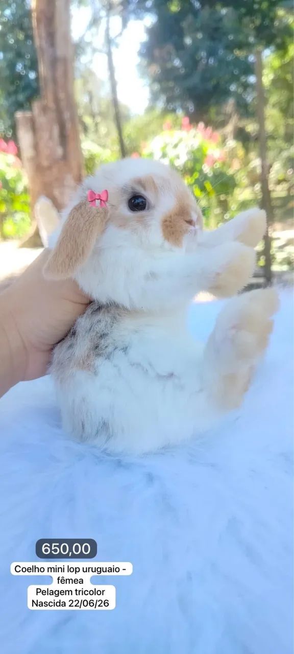 Bebês mini lop uruguaio - a raça mais dócil de mini coelho 