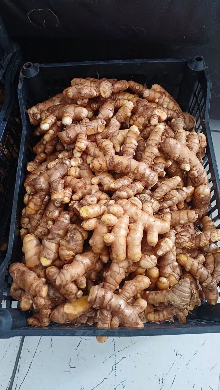Açafrão ou curcuma - Foto 5