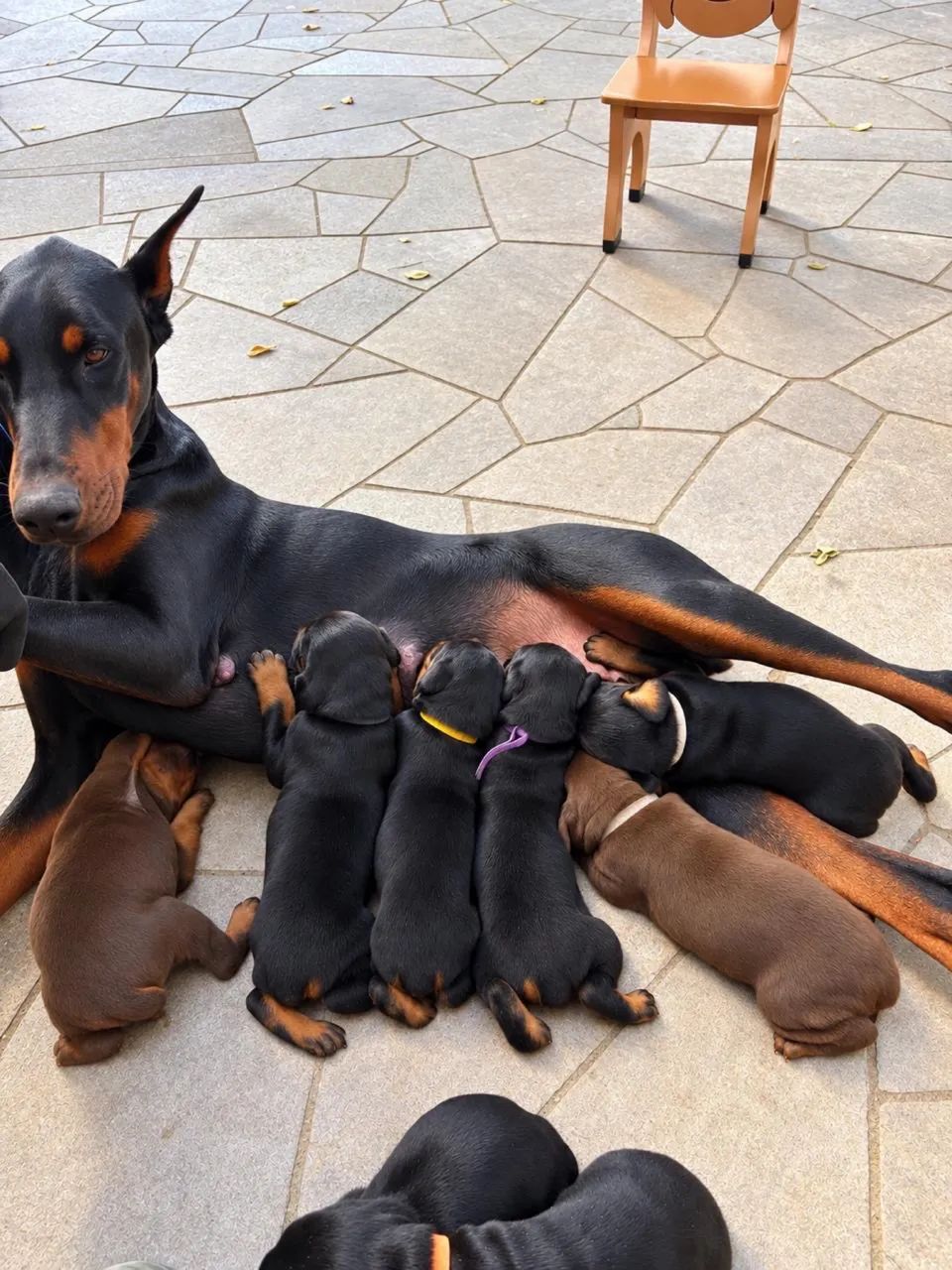 Filhote Cachorro Dobermann  - Foto 5