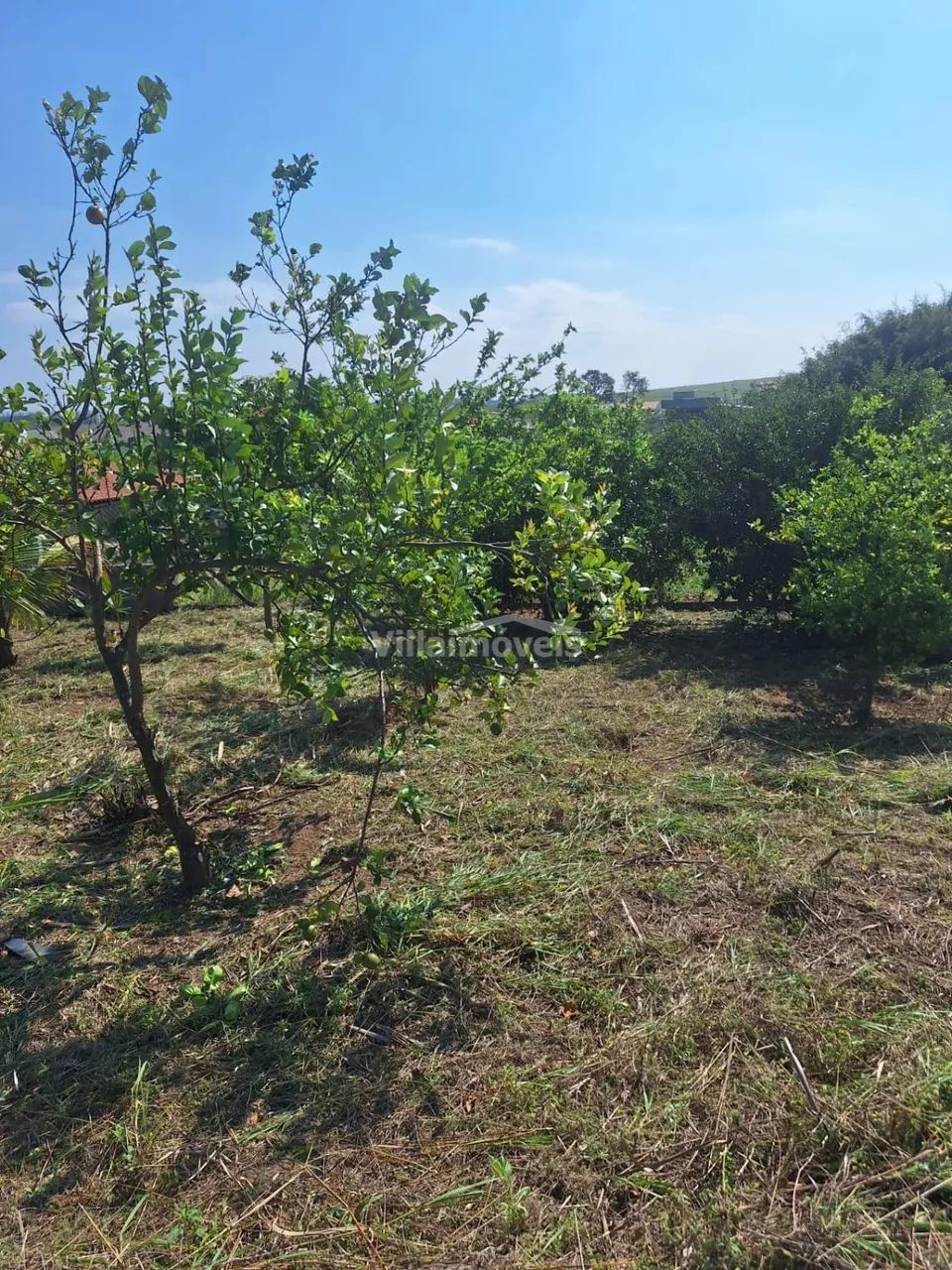 terreno - Chácara Cruzeiro do Sul - Sumaré - Foto 3