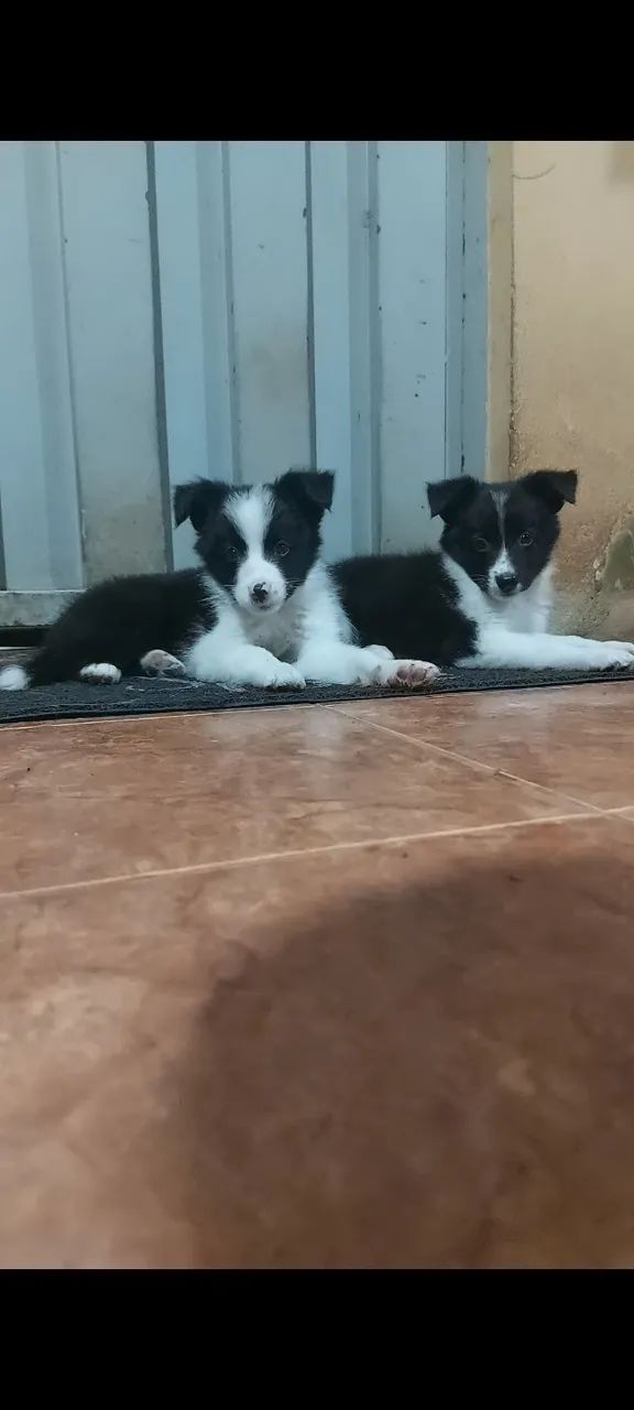 Cachooro - Foto 3