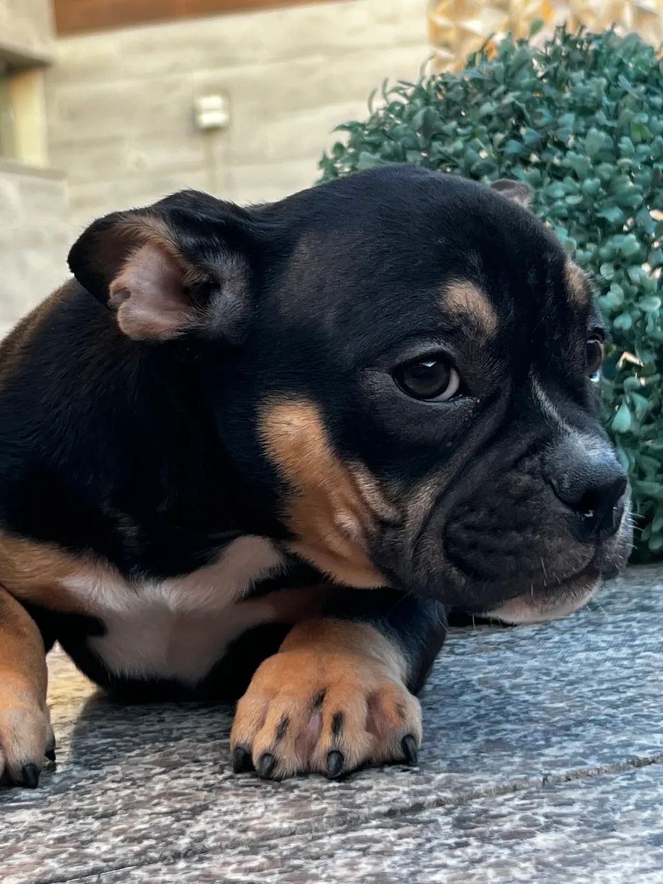 Filhotes de American Bully - Foto 4