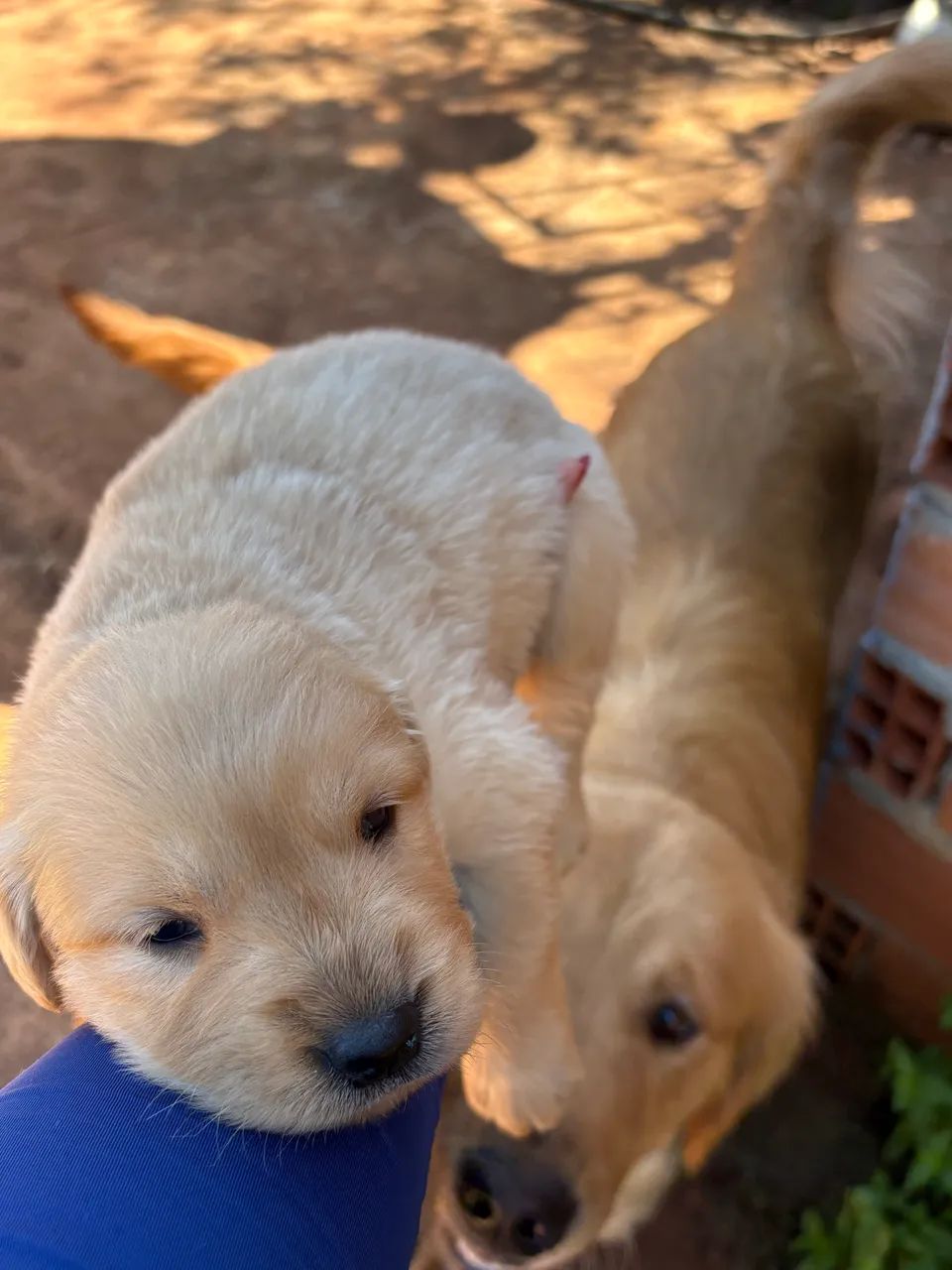 Golden retriever  - Foto 4