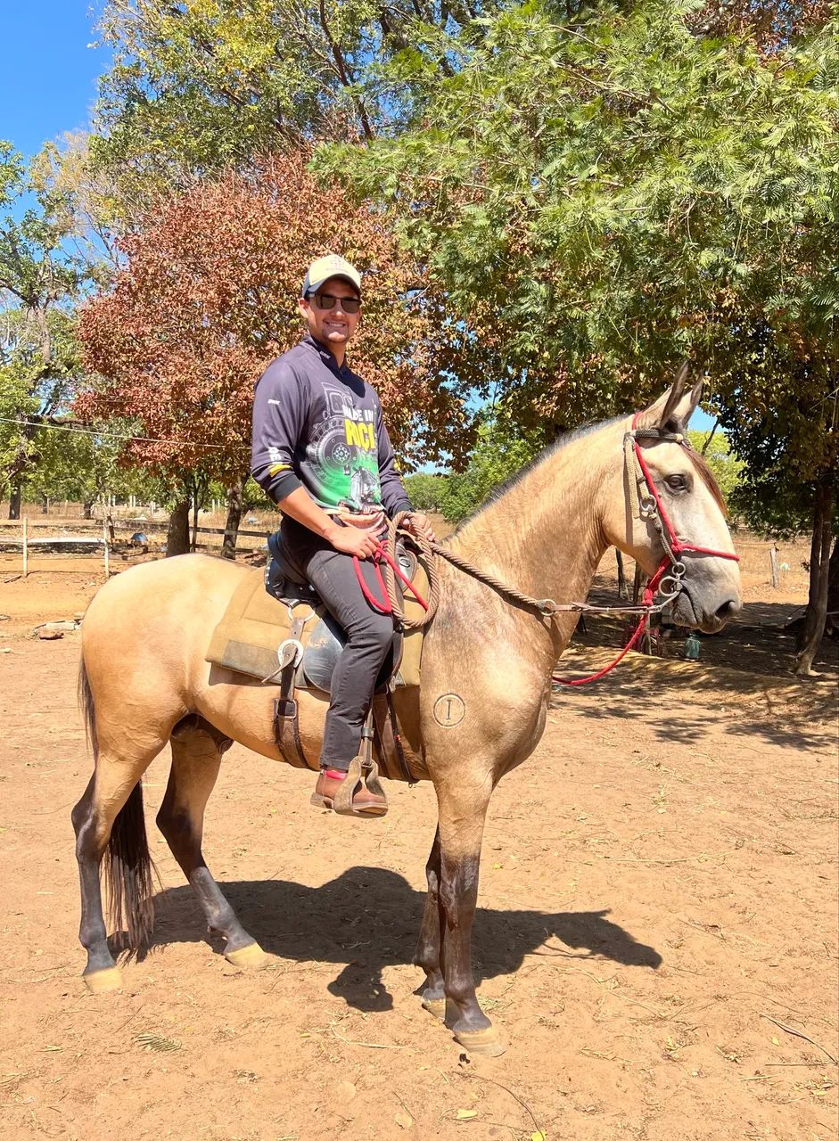 Cavalo garanhão , égua prenha e potro Campolina - registrados e filhos de campeões  - Foto 6