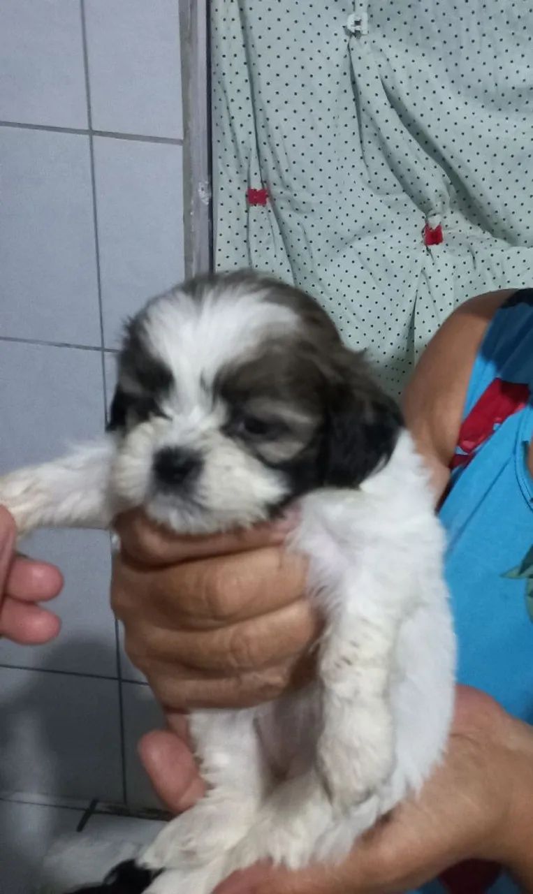 filhotes de shihtzu - Foto 4