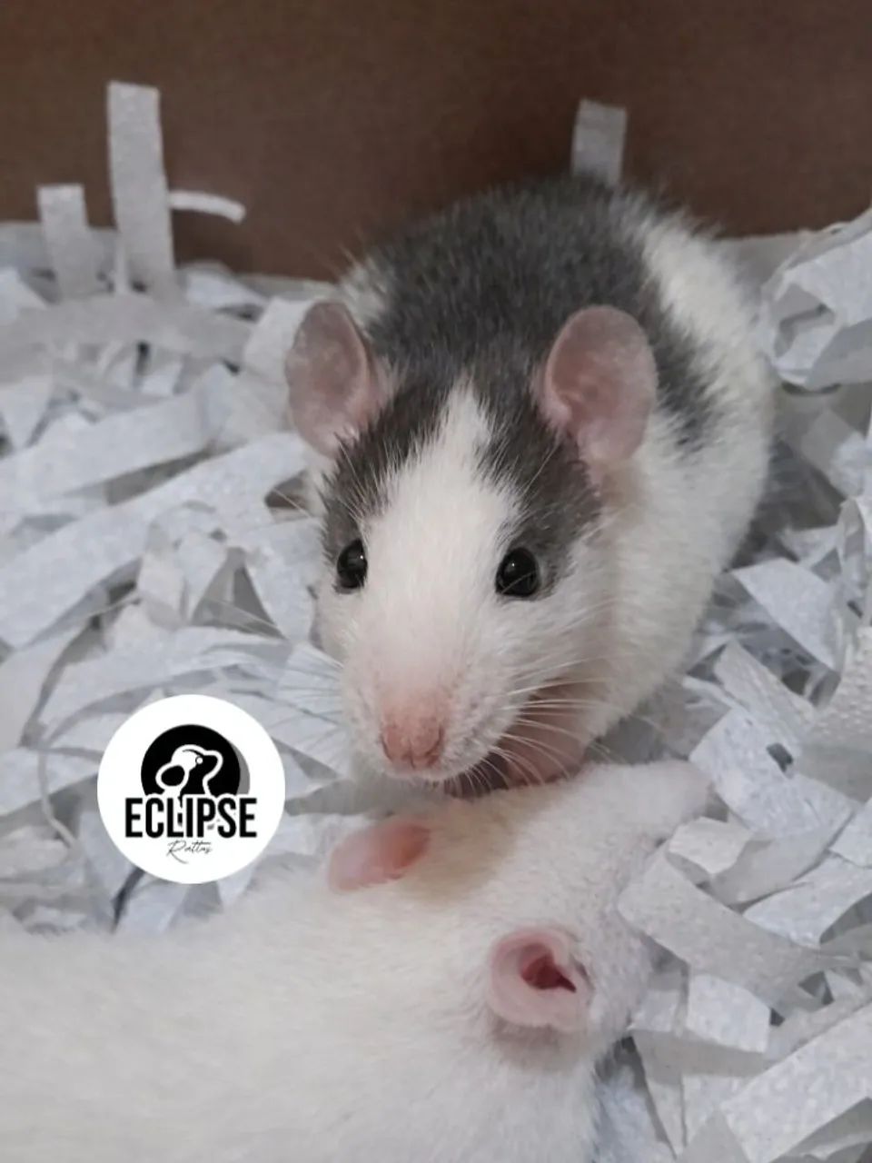 Rato Twister Filhotes - Criados com cuidado e socialização