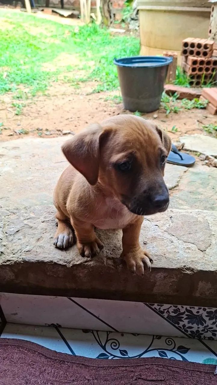 Cachorra macho laranja  - Foto 2