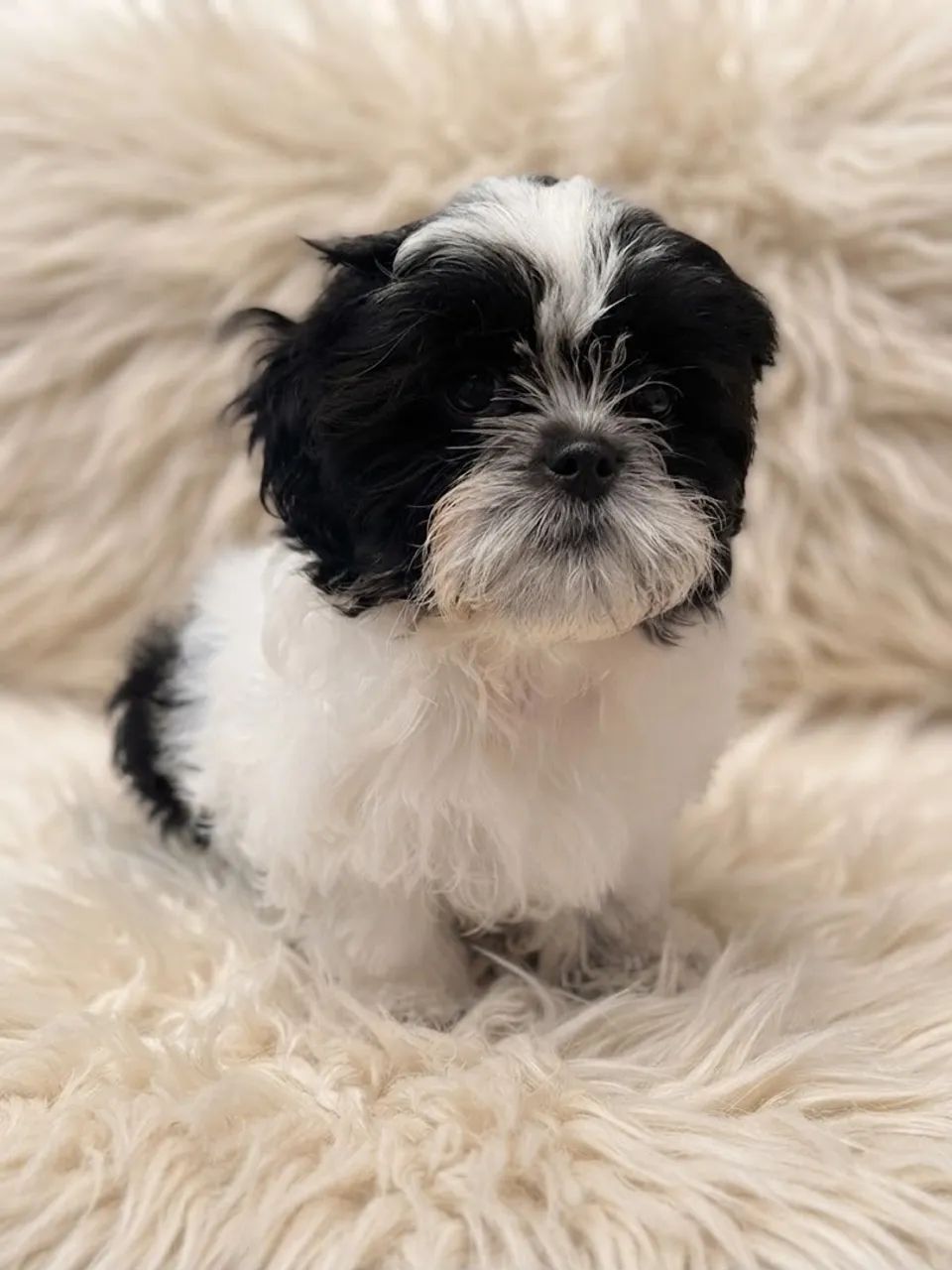 Shih tzu - Foto 2