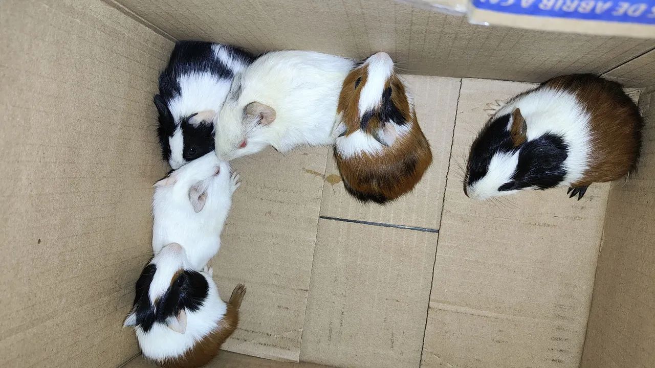 Porquinho da índia pra venda  - Foto 2