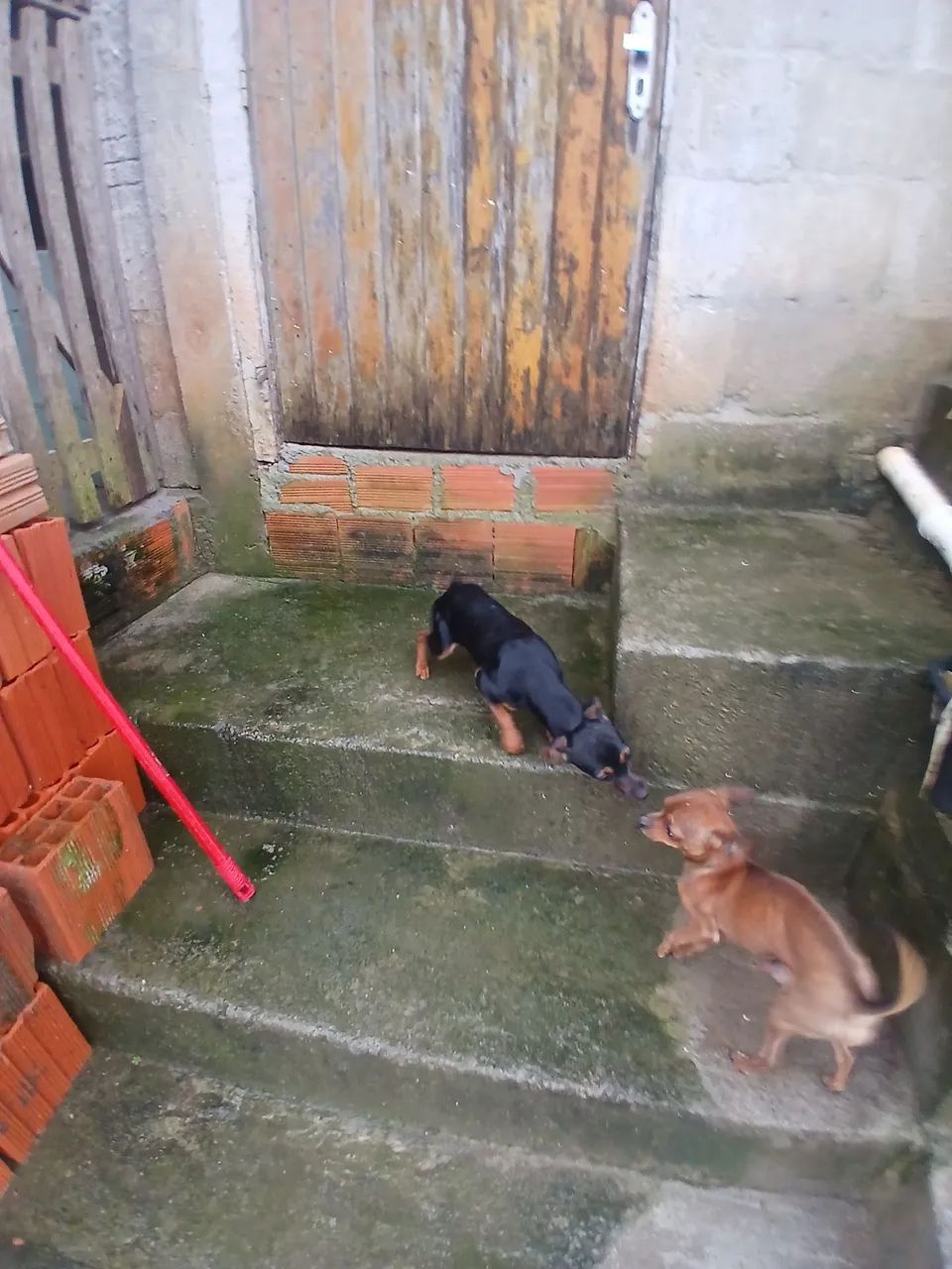 Vendo pinscher