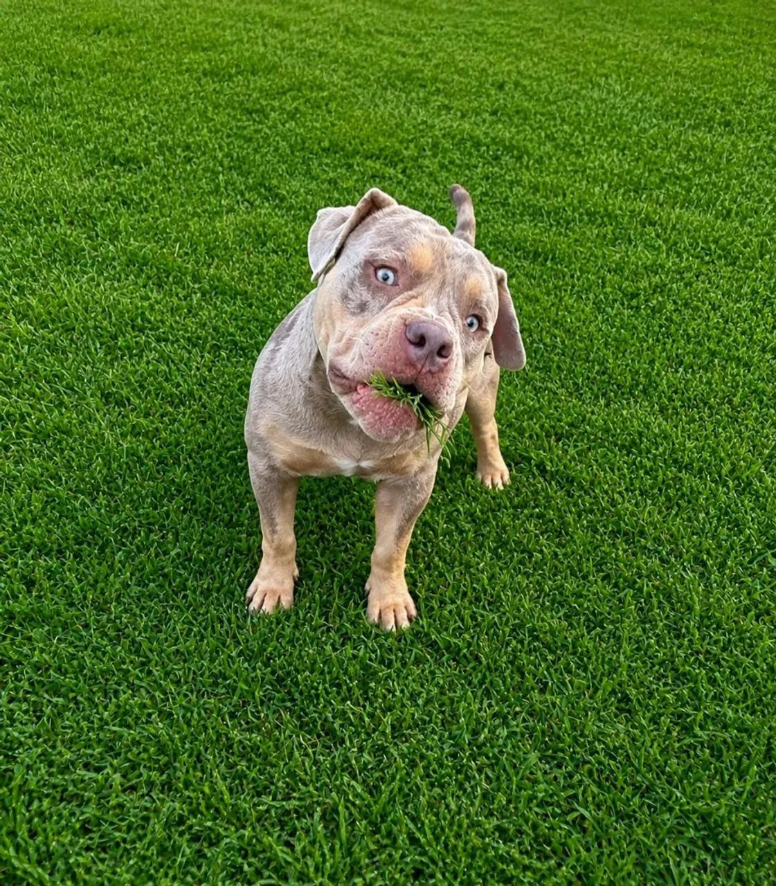 Cães  American Bully 