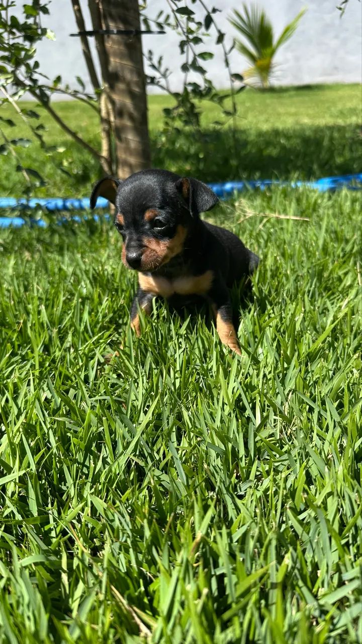 Pinscher 0 machos e fêmeas - Foto 6