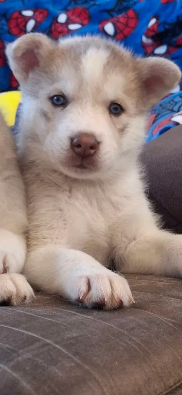filhotes  de husky siberiano  - Foto 5
