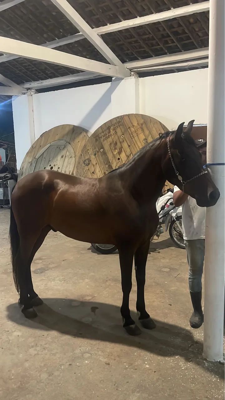 Cavalo Mangalarga Marchador 