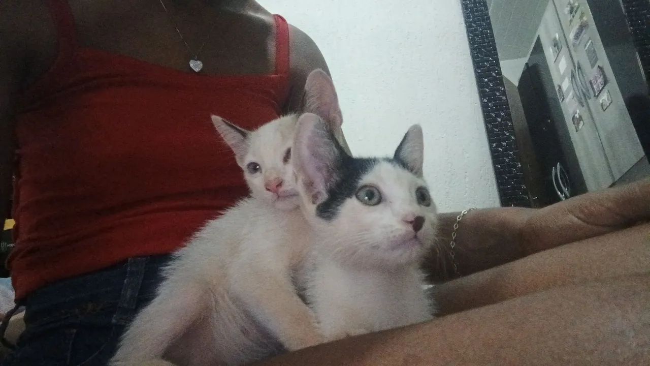 Doa-se Dupla de gatinhos macho  - Foto 2