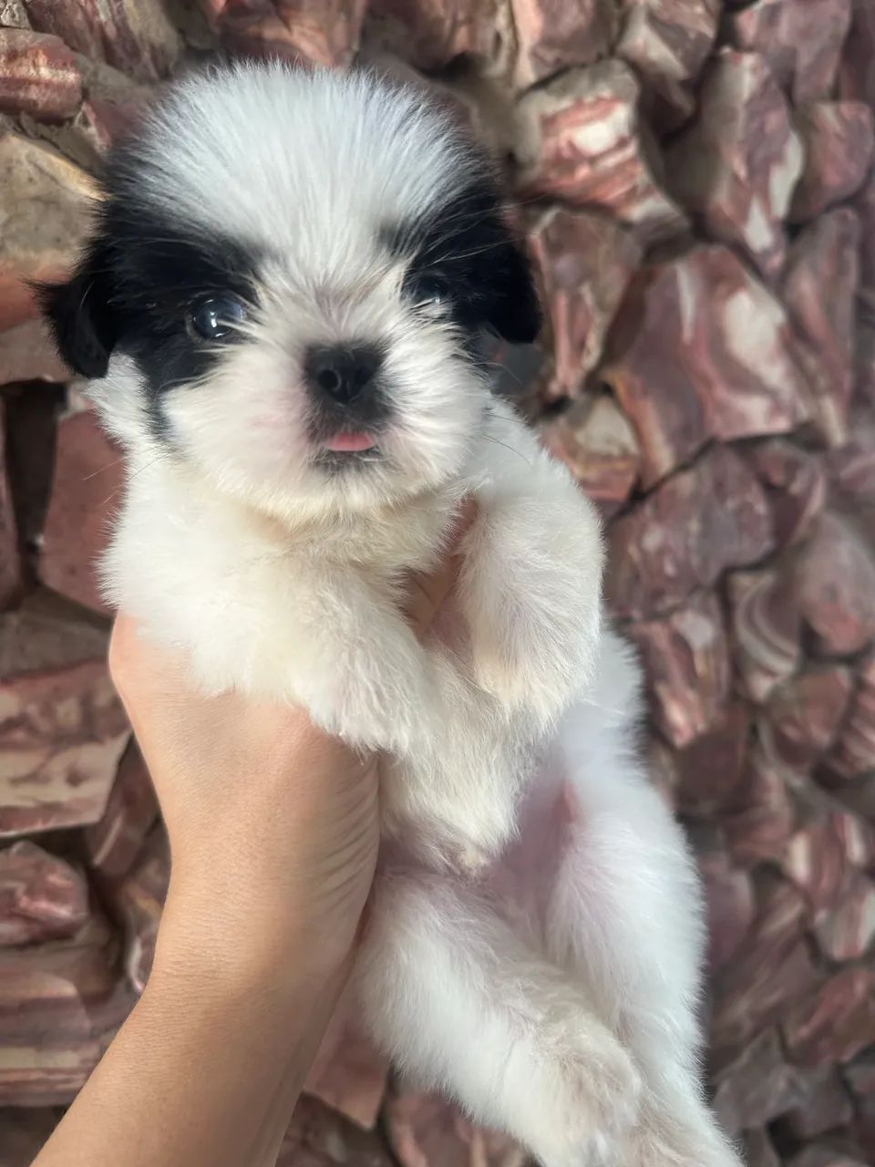 Shihtzu  - Foto 2
