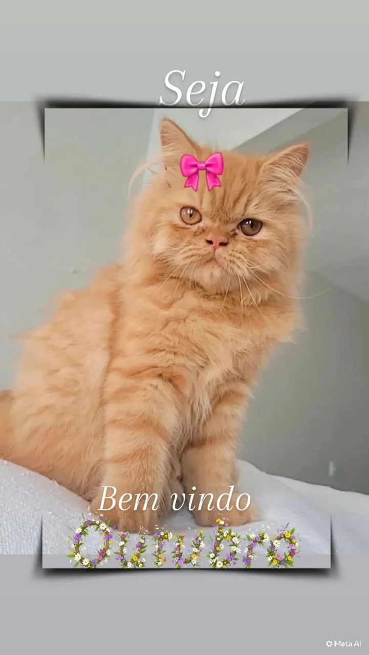 Gata Persa