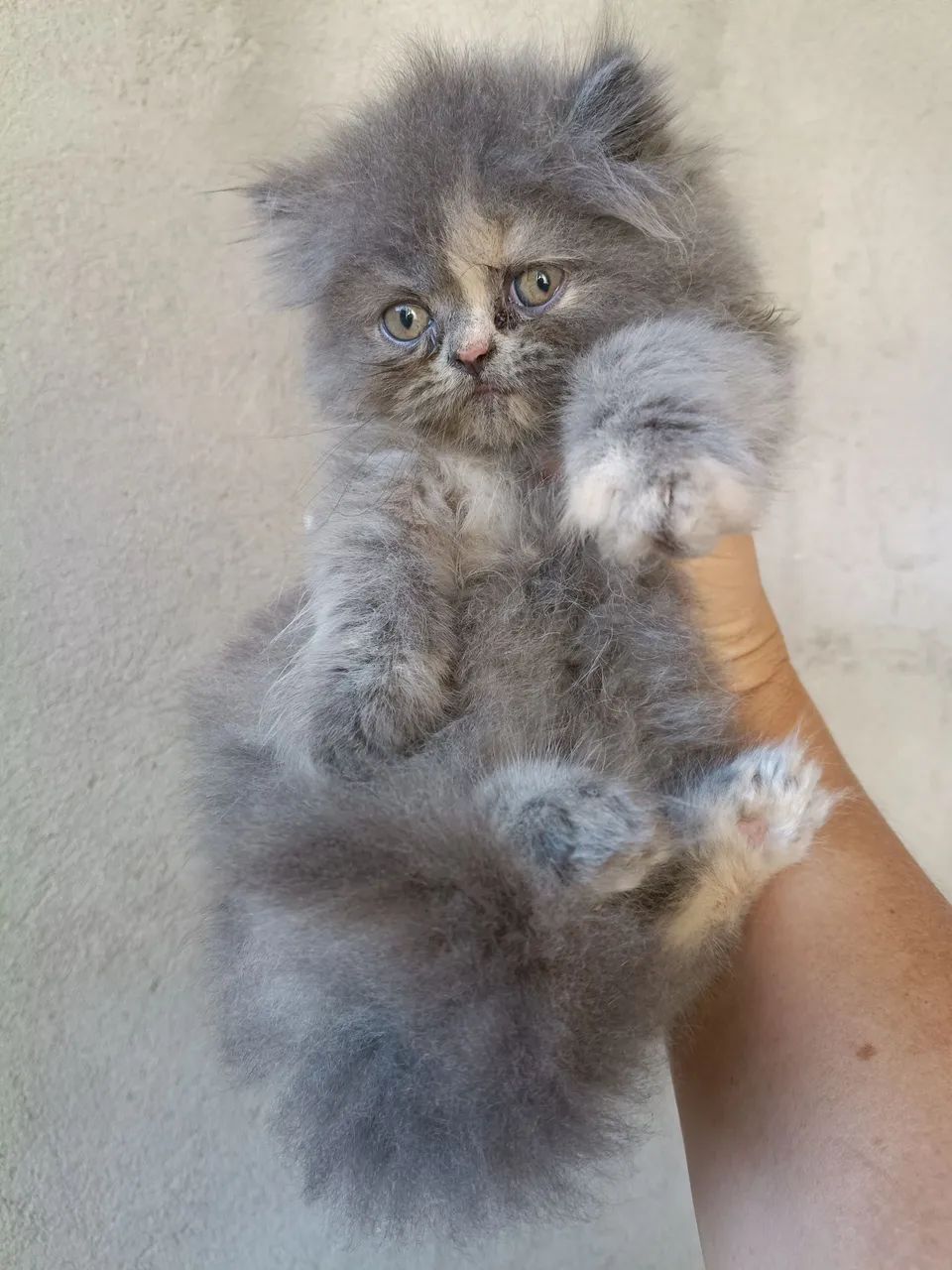 Vende gatos persa  - Foto 3