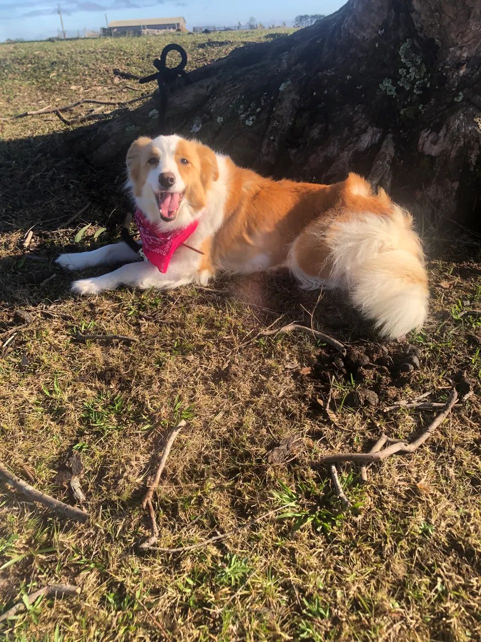 Border collie 
