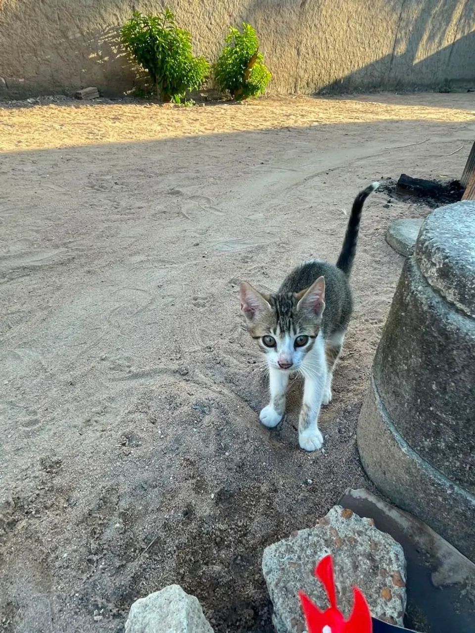 Doação de gatinho