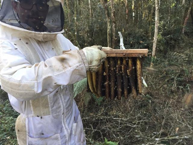 Remoção de abelhas vespas marimbondos!!!!!!!! - Foto 4