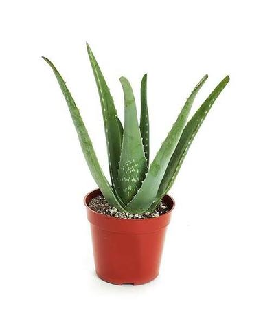 Mudas de Babosa Aloe Vera - Foto 3