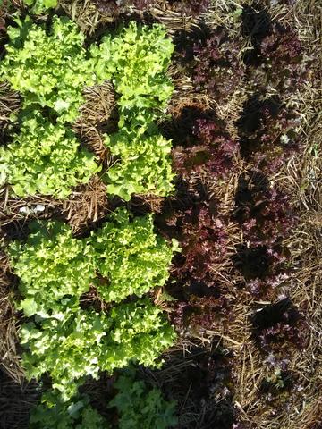Verduras organicas , para revenda e cliente final - Foto 5