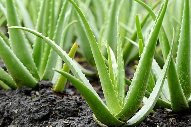 Mudas de Babosa Aloe Vera - Foto 4