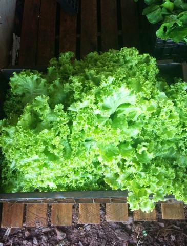 Verduras organicas , para revenda e cliente final - Foto 2