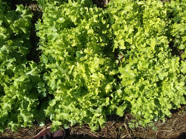 Verduras organicas , para revenda e cliente final - Foto 6