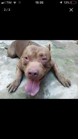 Vendo Pit Monster