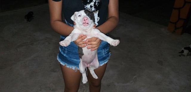 Filhote de pitbull