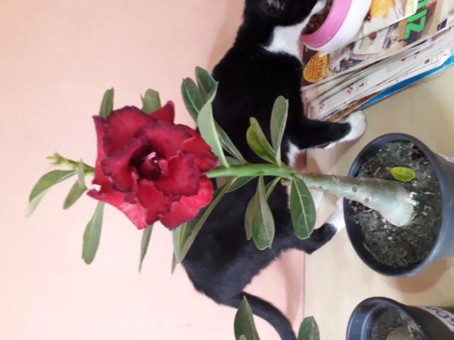 Rosa do deserto - Foto 2