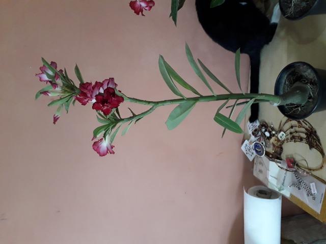 Rosa do deserto - Foto 4