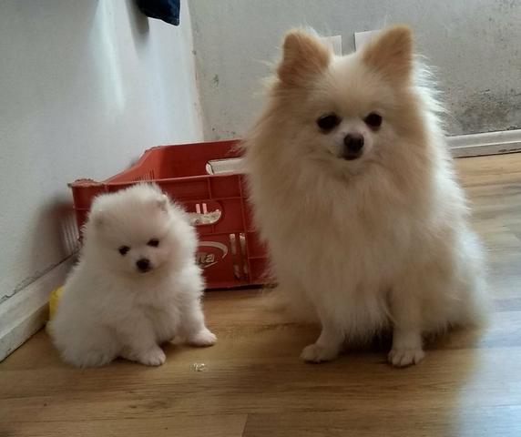Lulu da Pomerânia filhotes