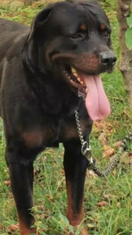 Rottwailer para cruzar com pedigree - Foto 2