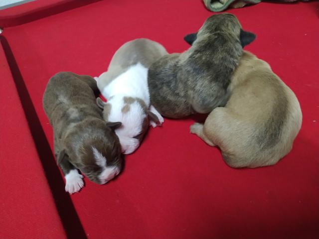 Filhotes de Pitbull - Foto 4