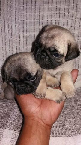 Pug Belos filhotes disponíveis - Foto 6
