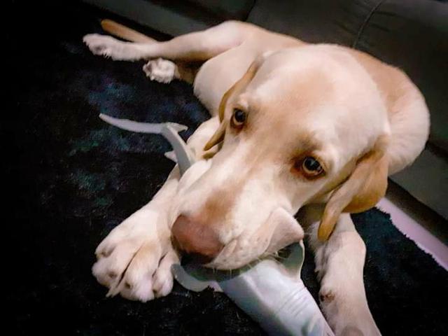 Vendo labrador - Foto 2