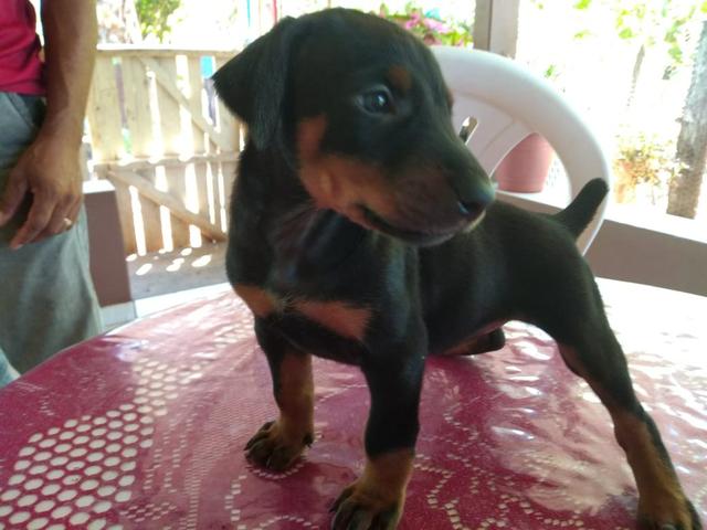 Filhotes de Doberman