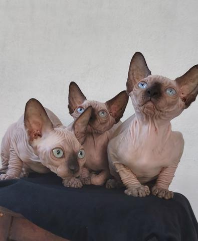 Sphynx importadas - Foto 3