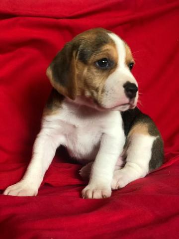 Beagle mini, a pronta entrega - Foto 2